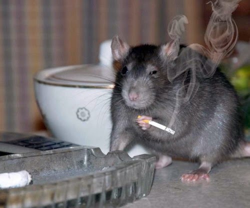 smoking rat